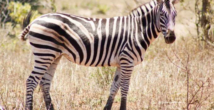 How to Learn Why Zebras Have Stripes