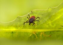 How to Keep Fleas and Ticks Away from Your Pet
