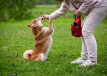 How to Train Your Dog to Come When Called