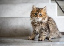 How to Care for a Kitten in Its First Few Weeks
