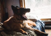 How to Manage Separation Anxiety in Dogs How to Manage Separation Anxiety in Dogs