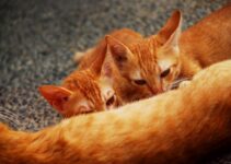 How to Choose the Best Cat Litter for Your Home