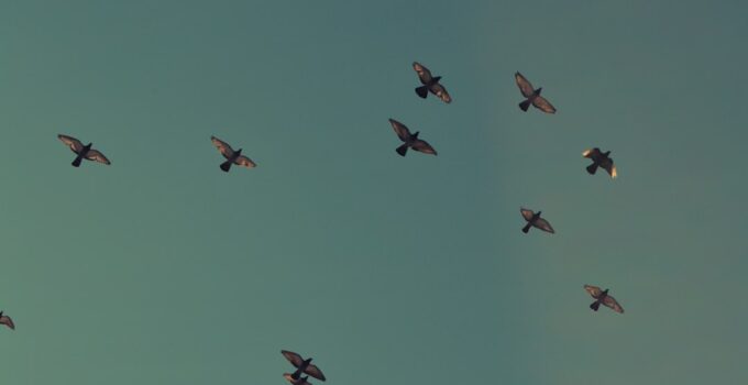 How to Learn Why Some Birds Migrate Thousands of Miles