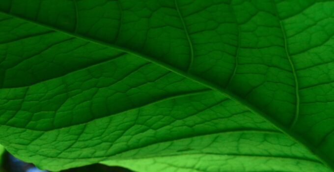 How to Understand How Photosynthesis Works