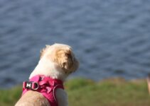 How to Choose the Right Harness for Your Dog How to Choose the Right Harness for Your Dog