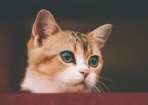 How to Help a Shy Cat Become More Social