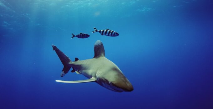How to Learn How Sharks Detect Prey from Miles Away