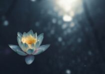 How to Practice Mindfulness in Daily Life