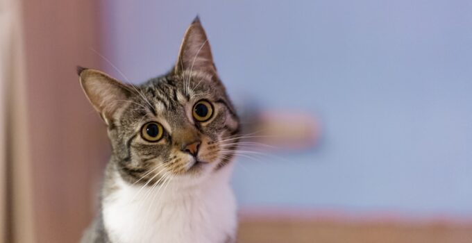 How to Learn Why Cats Purr