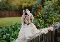How to Stop a Dog from Barking Excessively