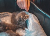 How to Litter Train a Kitten Fast