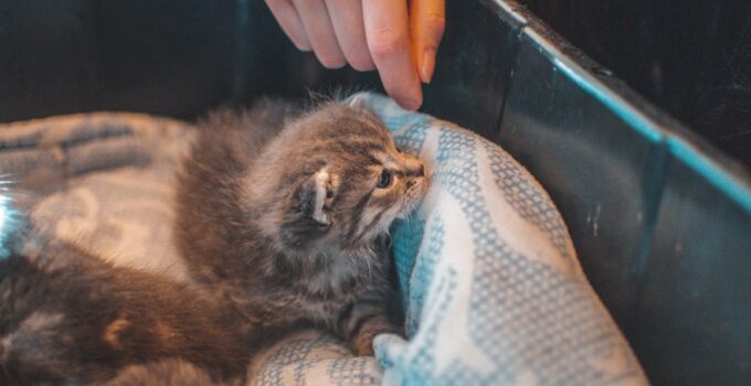 Photo Litter Train Kitten
