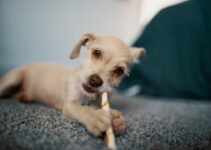 How to Keep Your Pet’s Teeth Clean Naturally