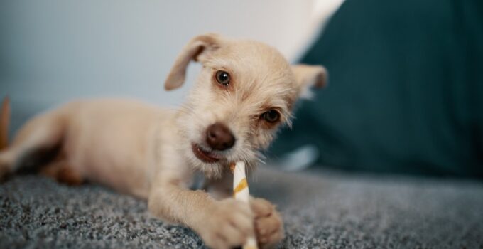 Photo Pets Teeth Clean