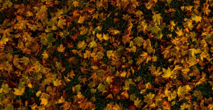 How to Understand Why Leaves Change Color in Fall