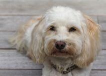 How to Choose the Best Vet for Your Pet