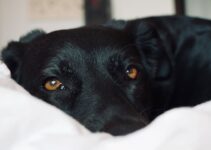 How to Help an Anxious Dog Feel Calmer How to Help an Anxious Dog Feel Calmer