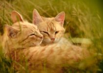 How to Introduce Two Cats Without Conflict How to Introduce Two Cats Without Conflict