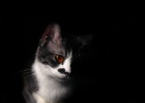 How to Keep Your Pet Cool in Hot Weather How to Keep Your Pet Cool in Hot Weather