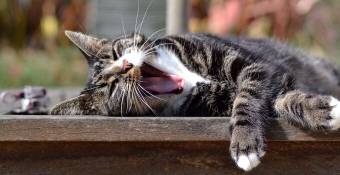 How to Learn Why Humans Yawn and Why It’s Contagious