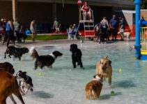 How to Keep Your Dog Entertained While You’re at Work How to Keep Your Dog Entertained While You’re at Work