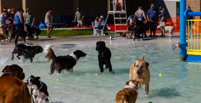 Photo Dog Entertainment