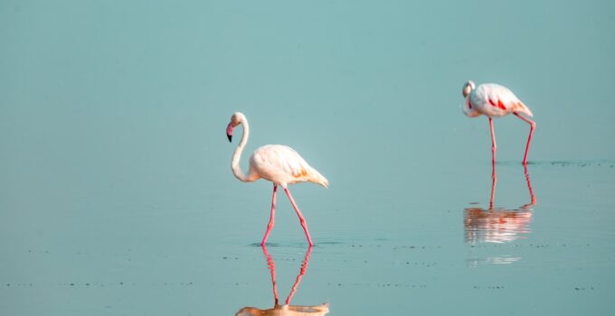 Photo Flamingos