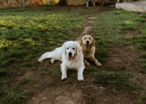 How to Introduce Your Dog to Other Dogs at the Park How to Introduce Your Dog to Other Dogs at the Park