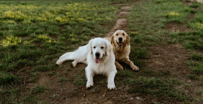Photo Introduce Your Dog to Other Dogs