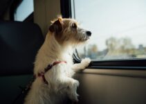 How to Keep Your Pet Safe During the Holidays