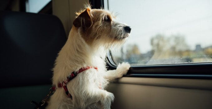 Photo Pet Safety