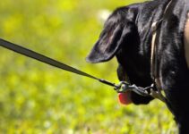 How to Handle a Dog That Pulls on the Leash