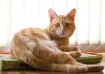 How to Care for Your Cat’s Litter Box the Right Way How to Care for Your Cat’s Litter Box the Right Way