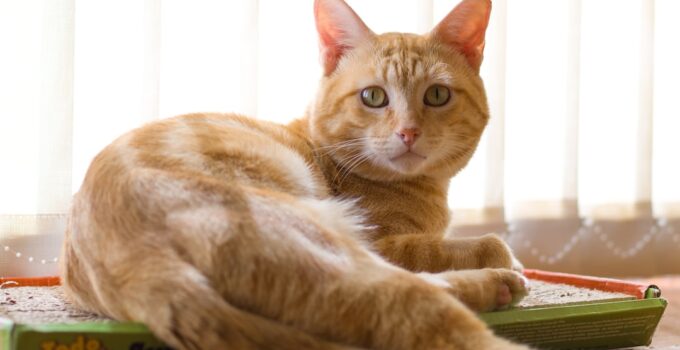 Photo Cats Litter Box Care