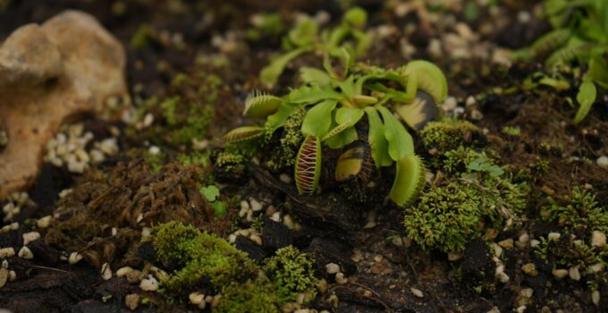 How to Learn Why Some Plants Are Carnivorous
