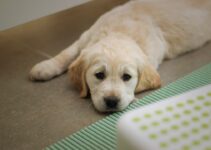 How to Potty Train a Puppy in Two Weeks How to Potty Train a Puppy in Two Weeks