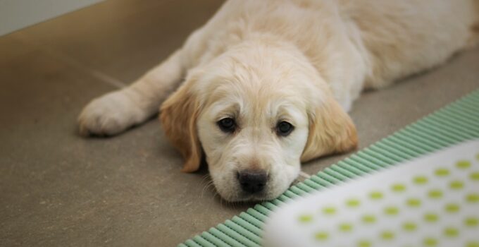 Photo Potty Train Puppy