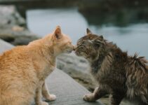 How to Introduce a New Cat to Your Household How to Introduce a New Cat to Your Household