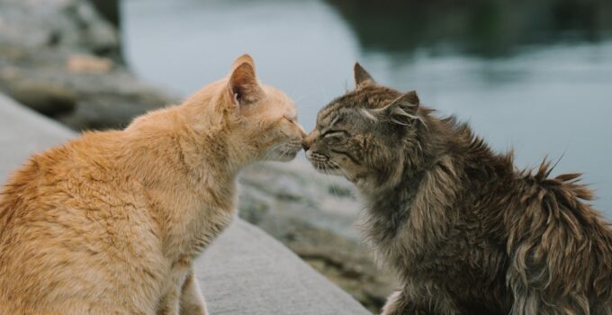 Photo Introduce a New Cat