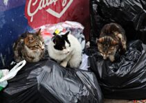 How to Learn Why Cats Purr
