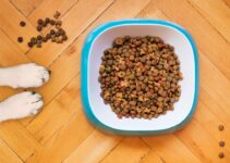 How to Choose the Right Food for Your Dog’s Age