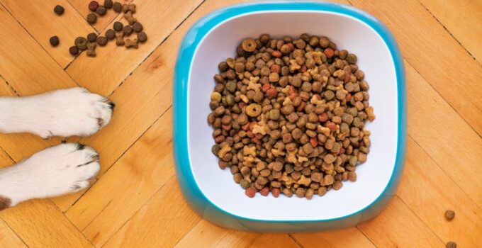 Photo Choose Right Food Dogs Age