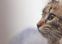 How to Care for an Aging Cat’s Special Needs