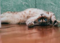 How to Keep an Indoor Cat Mentally Stimulated How to Keep an Indoor Cat Mentally Stimulated