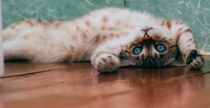 Photo Indoor Cat Mentally Stimulated
