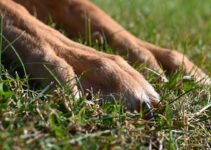 How to Trim Your Dog’s Nails Without Stress