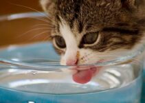 How to Keep Your Pet Hydrated in Summer How to Keep Your Pet Hydrated in Summer