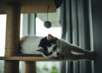 How to Stop a Cat From Scratching Furniture