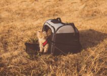 How to Choose the Best Carrier for Vet Visits