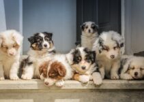 How to Socialize a Puppy Safely With Other Dogs